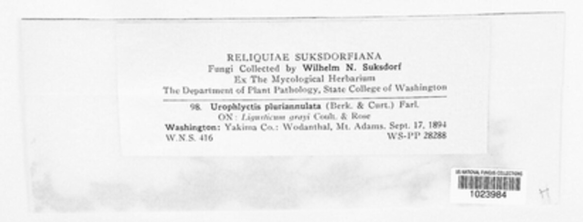 Physoderma pluriannulatum image